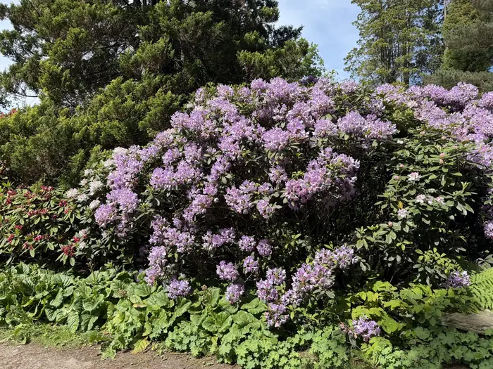 Rhododendrons in full bloom in the gardens.
